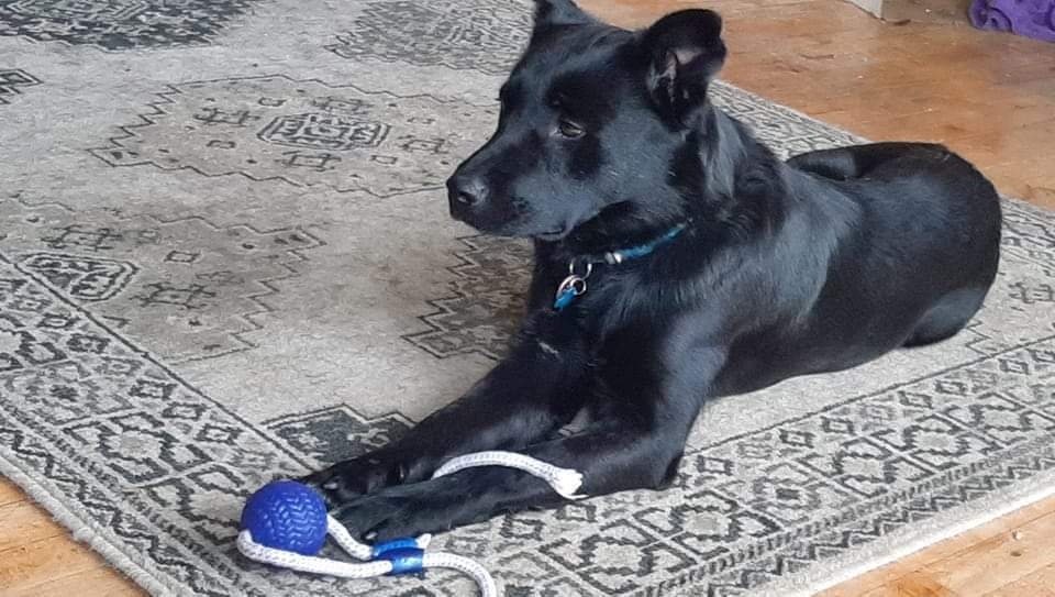 Ziva (aka Nala), an adoptable Rottweiler, Siberian Husky in Suamico, WI, 54173 | Photo Image 4