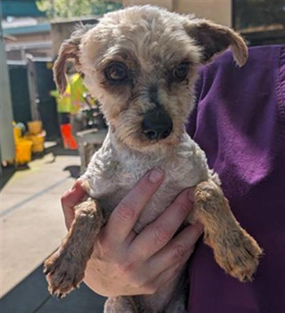 JAM, an adoptable Maltese in Sacramento, CA, 95818 | Photo Image 1