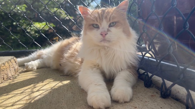 Wisdom / Wiley, an adoptable Domestic Long Hair in Sultan, WA, 98294 | Photo Image 1