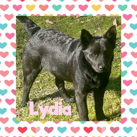 Vineyard lab pup 5/Lydia