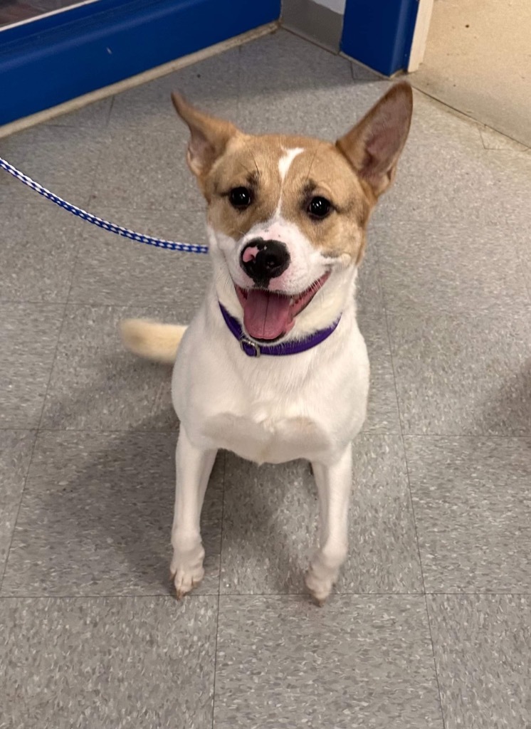 Racer, an adoptable Akita, Mixed Breed in Peru, NY, 12972 | Photo Image 1