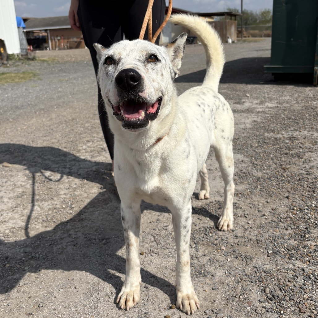 Jackson / 0053, an adoptable Australian Cattle Dog / Blue Heeler in Harlingen, TX, 78550 | Photo Image 1