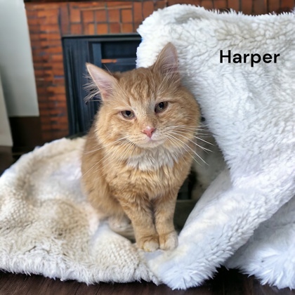 Harper