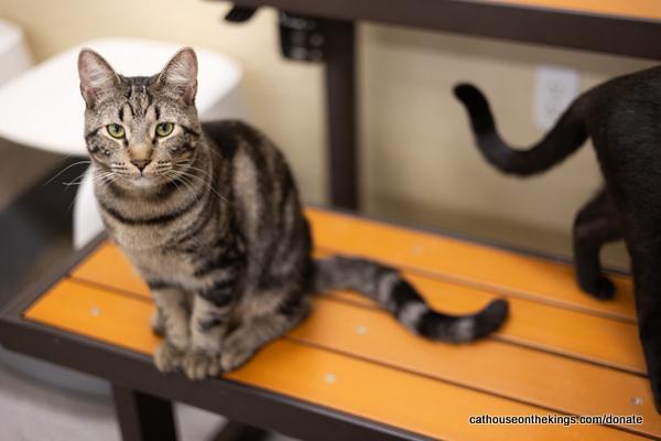 Aaron, an adoptable Tabby in Parlier, CA, 93648 | Photo Image 1