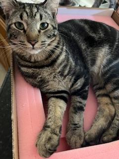 Aaron, an adoptable Tabby in Parlier, CA, 93648 | Photo Image 2