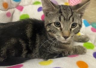 Aaron, an adoptable Tabby in Parlier, CA, 93648 | Photo Image 4