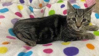 Aaron, an adoptable Tabby in Parlier, CA, 93648 | Photo Image 5