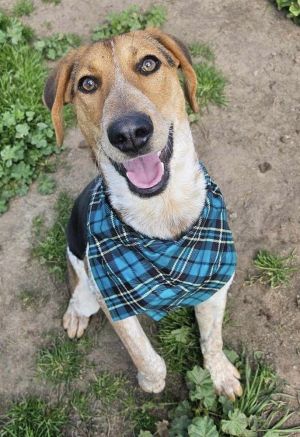 Animal Profile Wallen is a 11-month-old 35 lb Foxhound mix that joined us from
