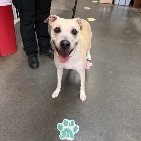 Dog for adoption Betty a Whippet Terrier Mix in Idaho Falls