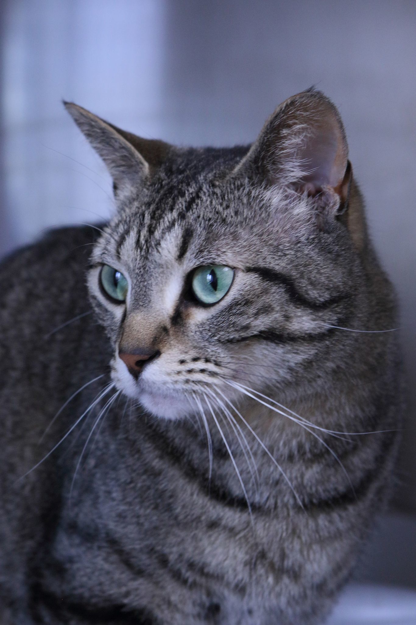 Milo