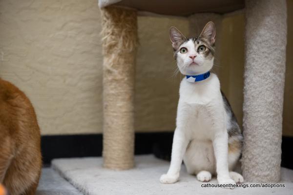 Grover, an adoptable Tabby in Parlier, CA, 93648 | Photo Image 1