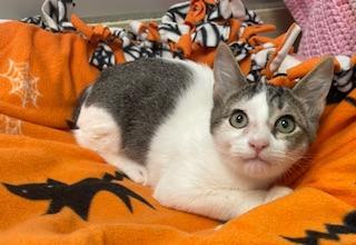 Grover, an adoptable Tabby in Parlier, CA, 93648 | Photo Image 2