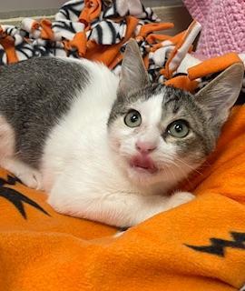 Grover, an adoptable Tabby in Parlier, CA, 93648 | Photo Image 3