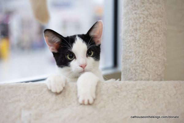 Purrcy Jackson, an adoptable Domestic Short Hair in Parlier, CA, 93648 | Photo Image 1