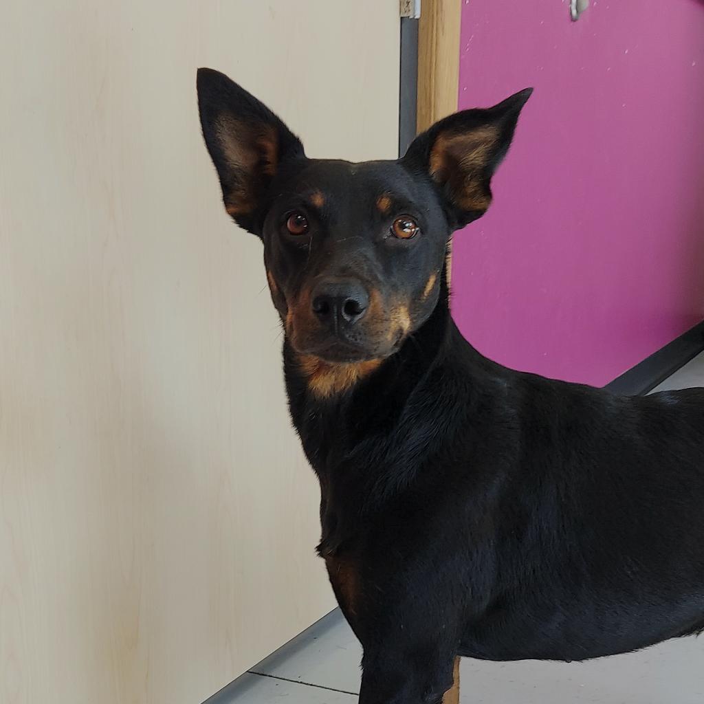 Gucci, an adoptable Rottweiler, Mixed Breed in Ponca City, OK, 74604 | Photo Image 1