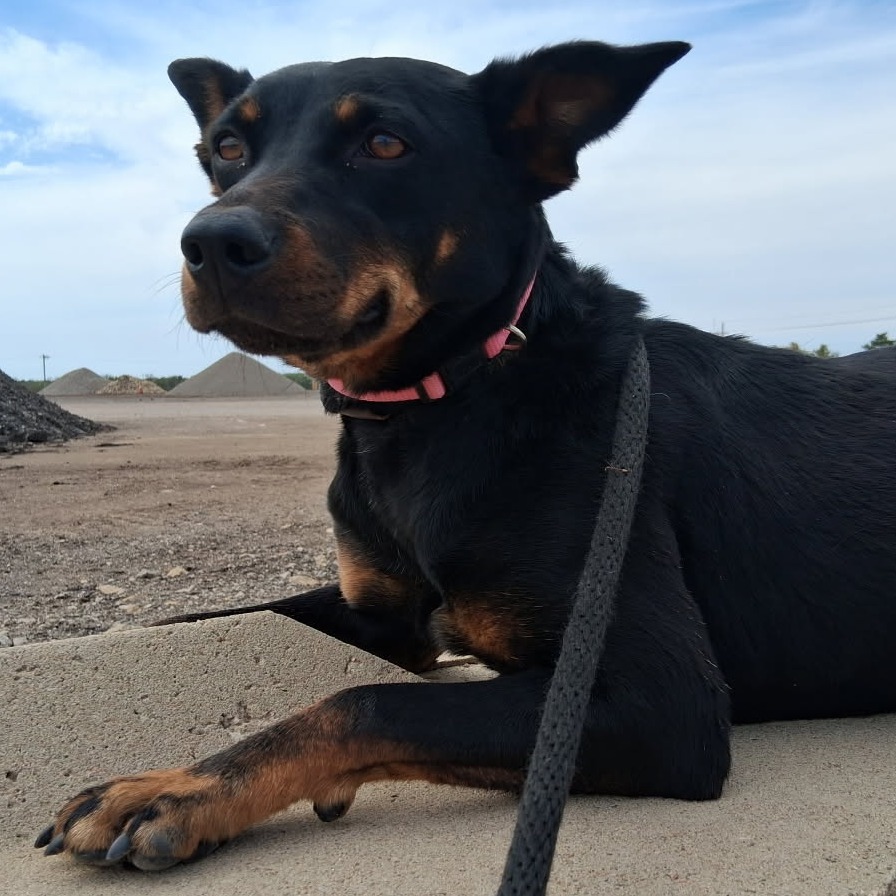 Gucci, an adoptable Rottweiler, Mixed Breed in Ponca City, OK, 74604 | Photo Image 1