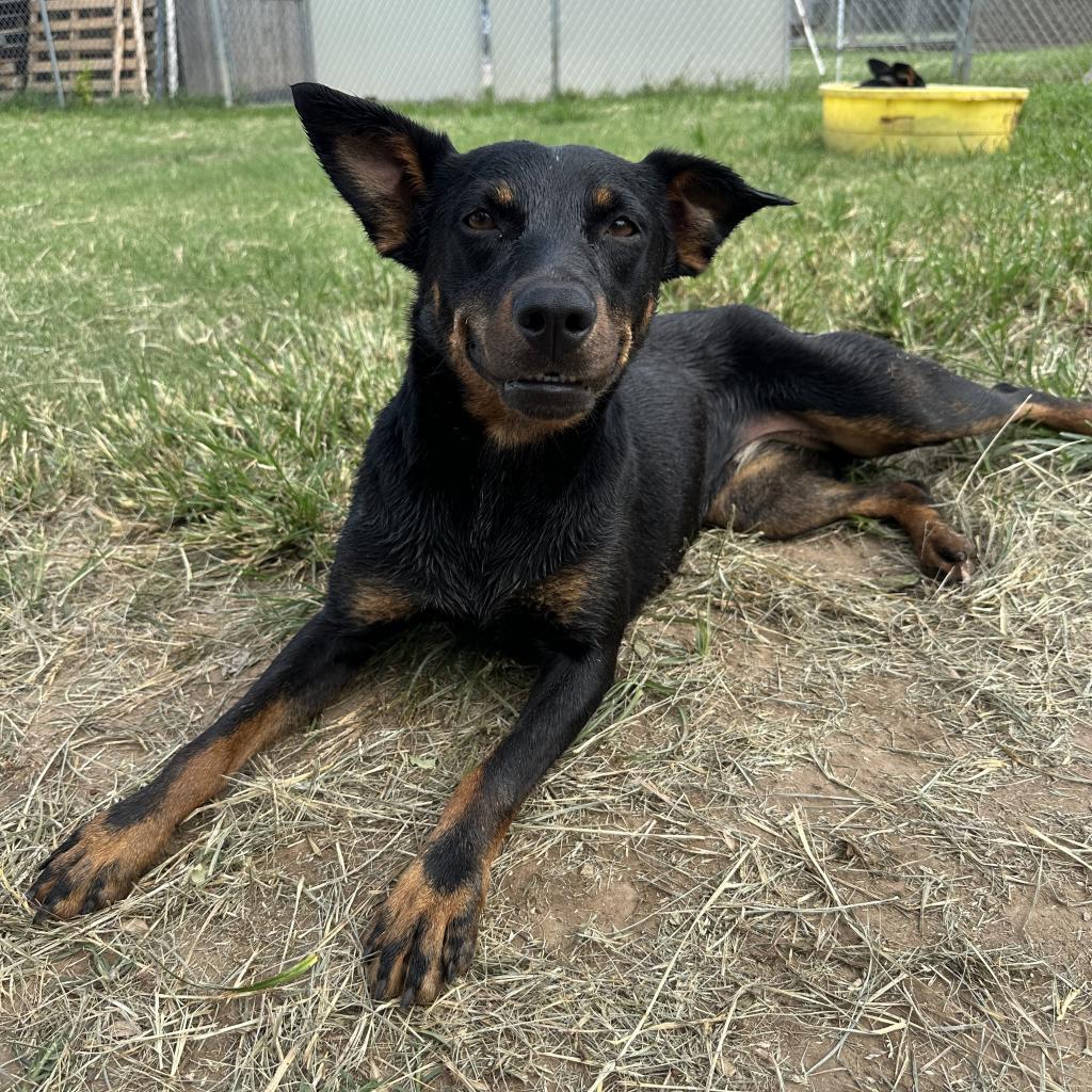 Gucci, an adoptable Rottweiler, Mixed Breed in Ponca City, OK, 74604 | Photo Image 3