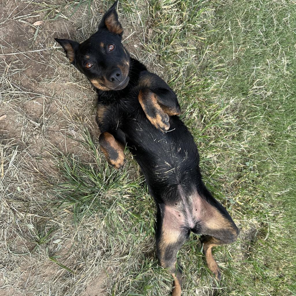Gucci, an adoptable Rottweiler, Mixed Breed in Ponca City, OK, 74604 | Photo Image 3