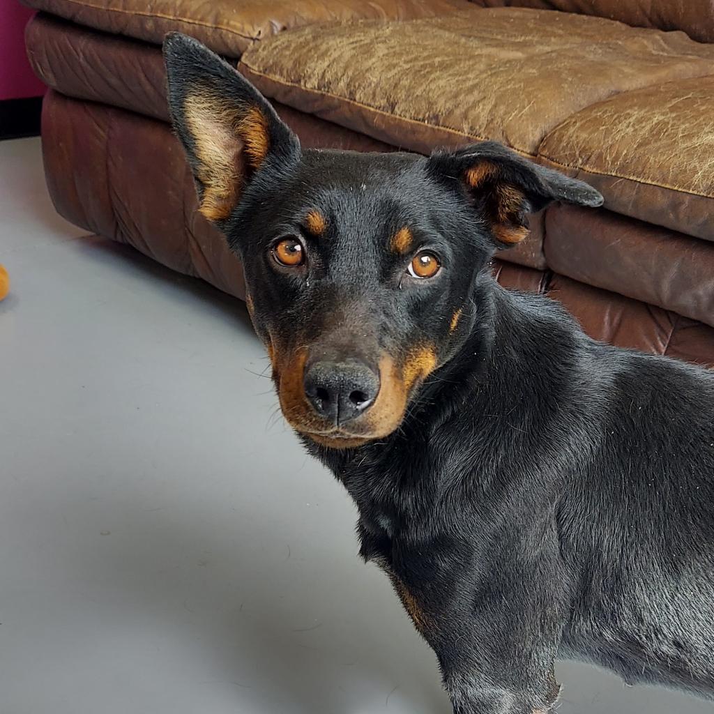 Gucci, an adoptable Rottweiler, Mixed Breed in Ponca City, OK, 74604 | Photo Image 4