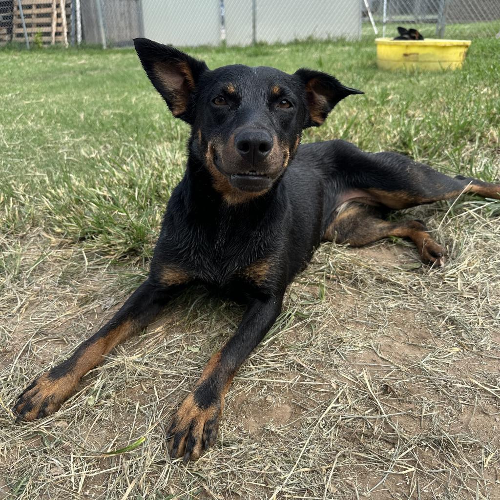 Gucci, an adoptable Rottweiler, Mixed Breed in Ponca City, OK, 74604 | Photo Image 4