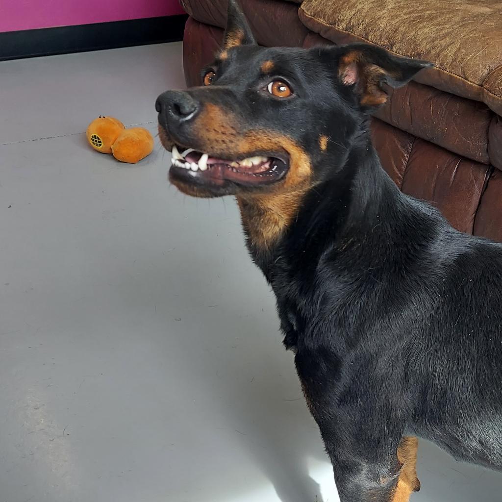 Gucci, an adoptable Rottweiler, Mixed Breed in Ponca City, OK, 74604 | Photo Image 5