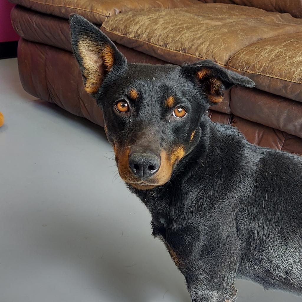 Gucci, an adoptable Rottweiler, Mixed Breed in Ponca City, OK, 74604 | Photo Image 5