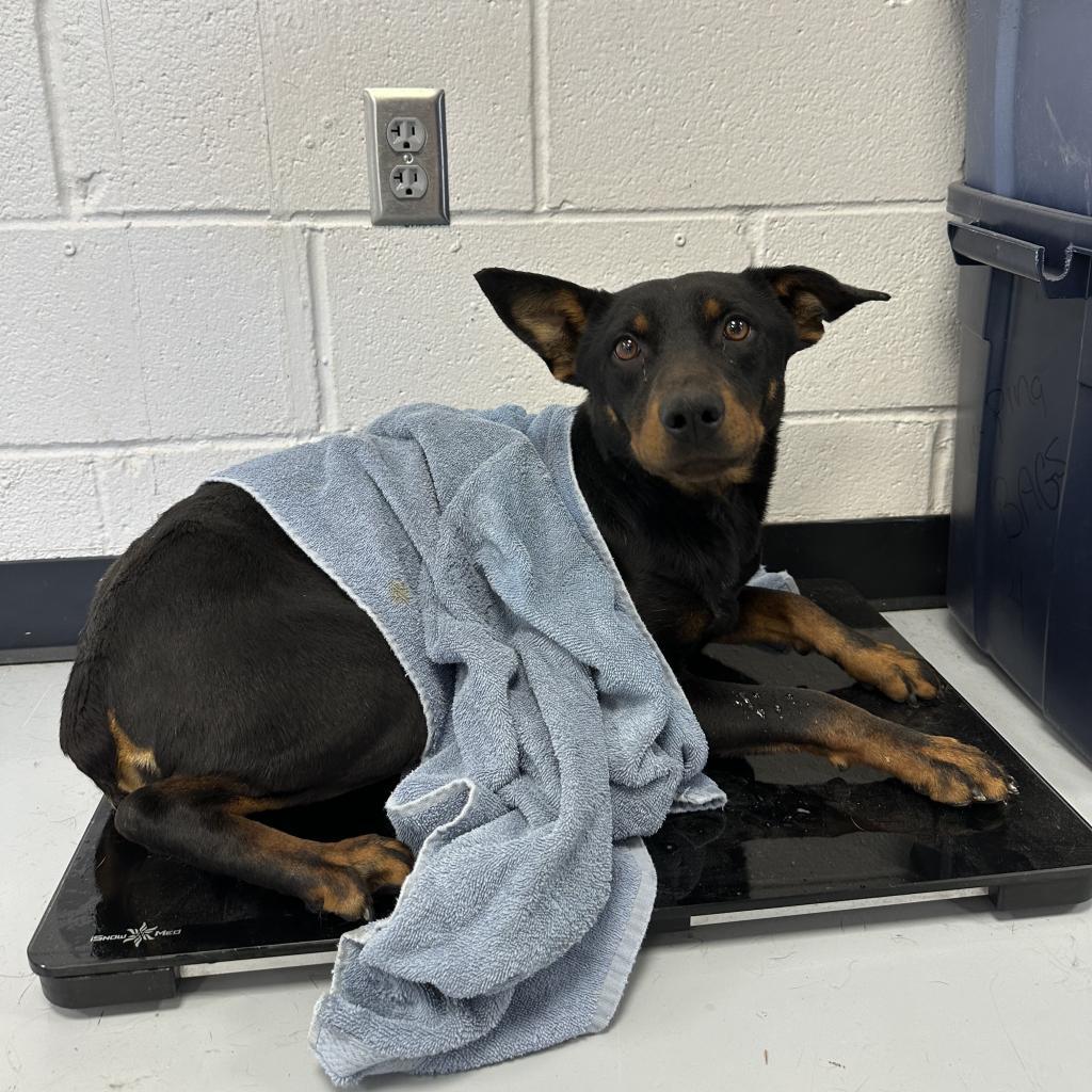 Gucci, an adoptable Rottweiler, Mixed Breed in Ponca City, OK, 74604 | Photo Image 6