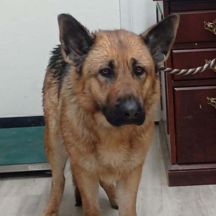 Tula 4