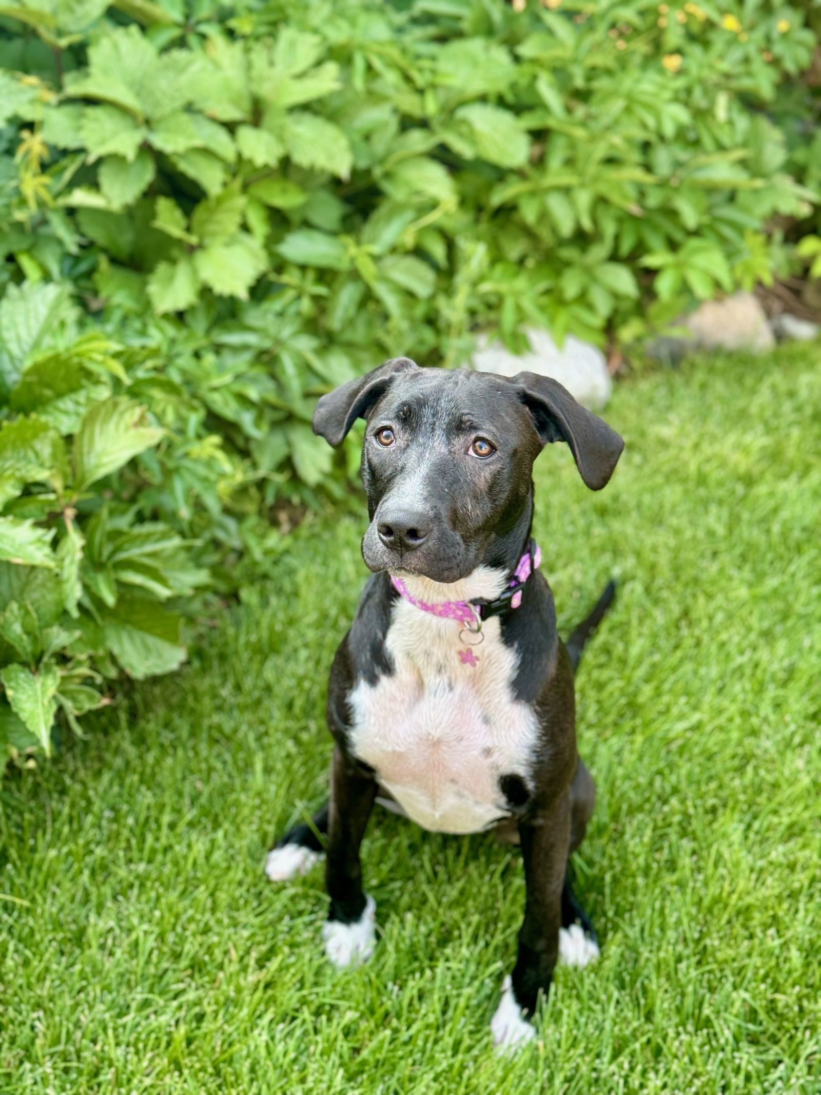 Elizabeth Olsen, an adoptable Pit Bull Terrier in Salt Lake City, UT, 84171 | Photo Image 1