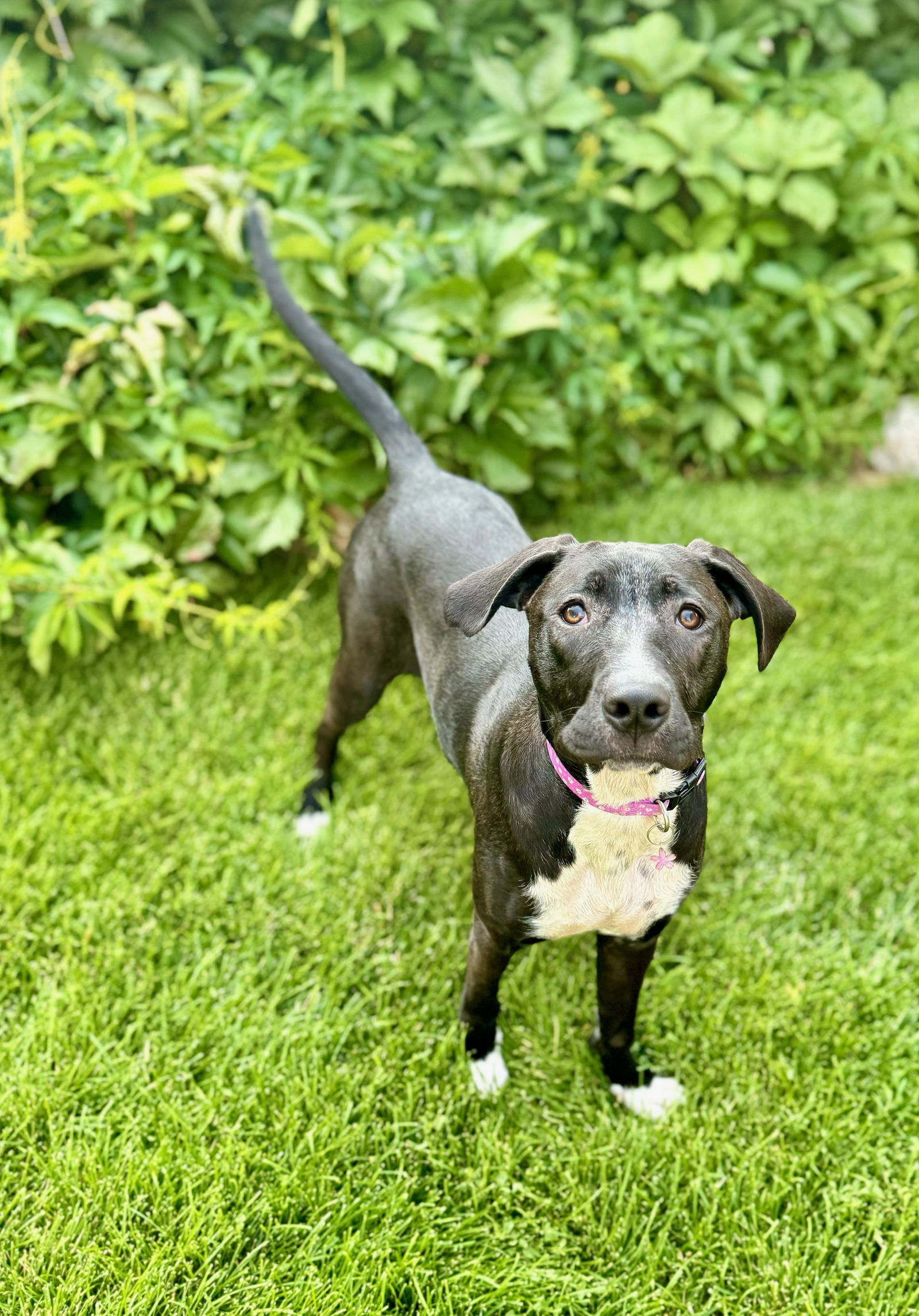 Elizabeth Olsen, an adoptable Pit Bull Terrier in Salt Lake City, UT, 84171 | Photo Image 2