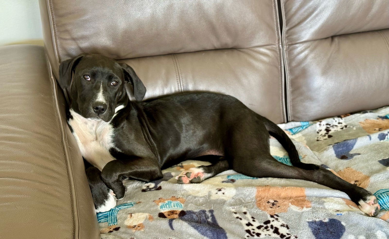 Elizabeth Olsen, an adoptable Pit Bull Terrier in Salt Lake City, UT, 84171 | Photo Image 3