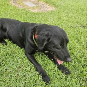 Hendrix Black Labrador Retriever Dog