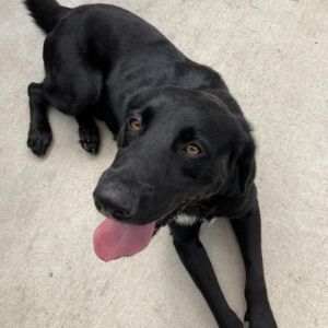 Hendrix Black Labrador Retriever Dog