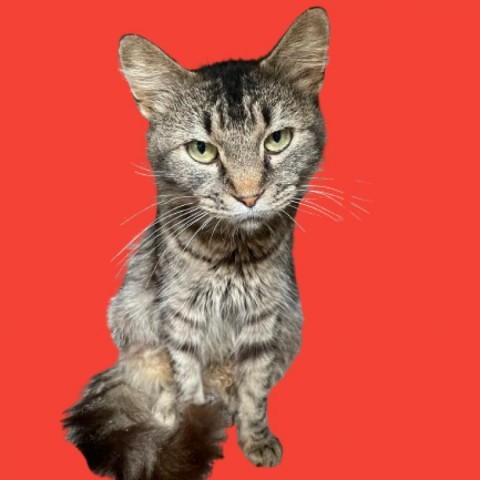 Min, an adoptable Domestic Medium Hair in Tuscaloosa, AL, 35401 | Photo Image 3