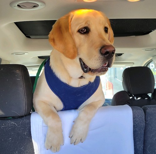  Best Labrador Brother Ever - Cute Yellow Lab Zip