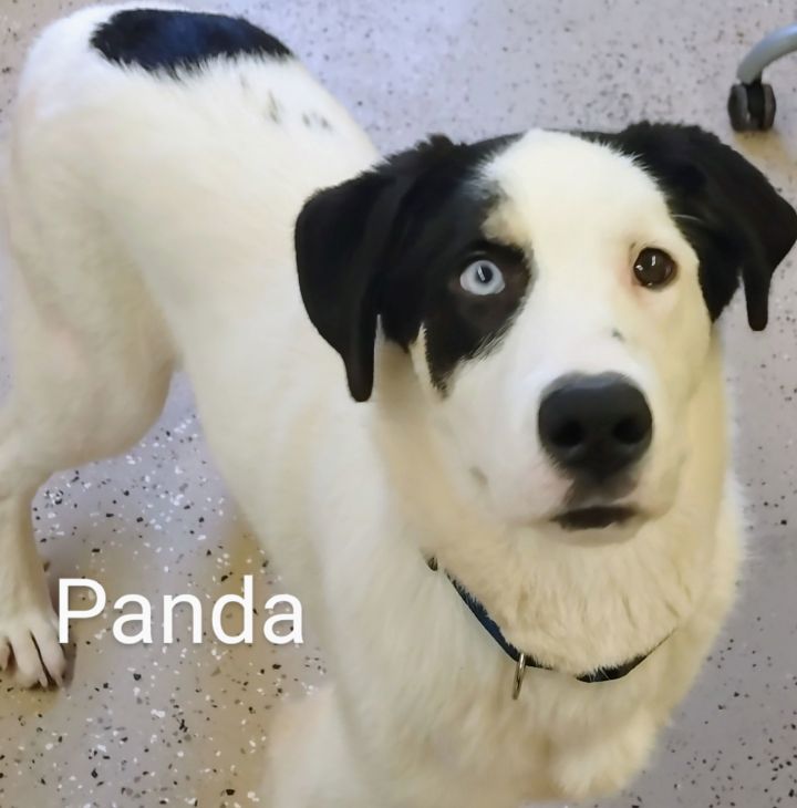 Panda 3