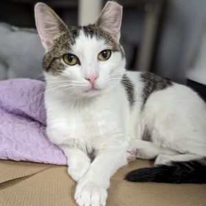 Weve just welcomed Ursula to our Chelsea adoption center and we love this sweet
