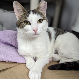 This gorgeous kitty is Ursula and shes been with us for some time Ursula was located at our Chels