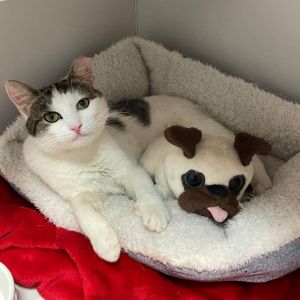 This gorgeous kitty is Ursula and shes been with us for some time Ursula was located at our Chels