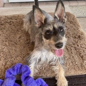 Leah Marie is a precious 6-year-old 125 lbs Miniature SchnauzerYorkie mix ready to steal your he