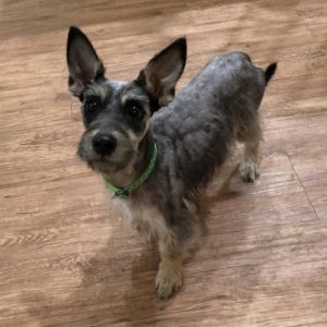 Meet Leah Marie the adorable 6-year-old 125lb Miniature Schnauzer  Yorkie mix ready to steal you
