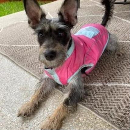 Leah Marie, an adoptable Schnauzer, Yorkshire Terrier in Houston, TX, 77006 | Photo Image 2