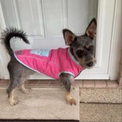 Leah Marie, an adoptable Schnauzer, Yorkshire Terrier in Houston, TX, 77006 | Photo Image 3