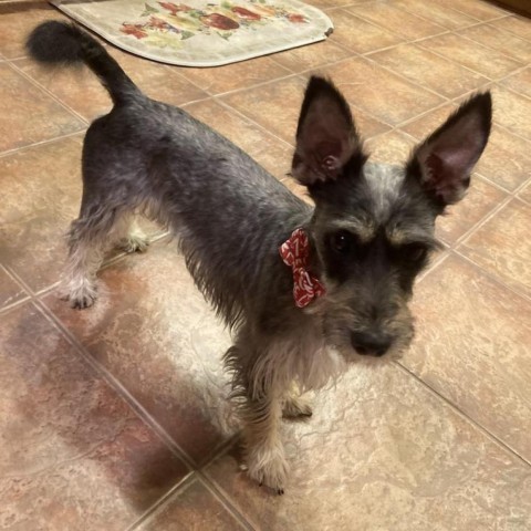 Leah Marie, an adoptable Schnauzer, Yorkshire Terrier in Houston, TX, 77006 | Photo Image 4