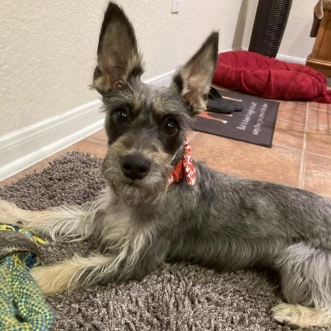 Leah Marie, an adoptable Schnauzer, Yorkshire Terrier in Houston, TX, 77006 | Photo Image 5