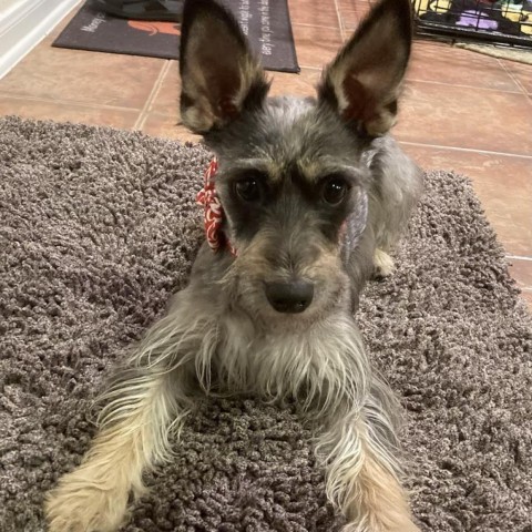 Leah Marie, an adoptable Schnauzer, Yorkshire Terrier in Houston, TX, 77006 | Photo Image 6