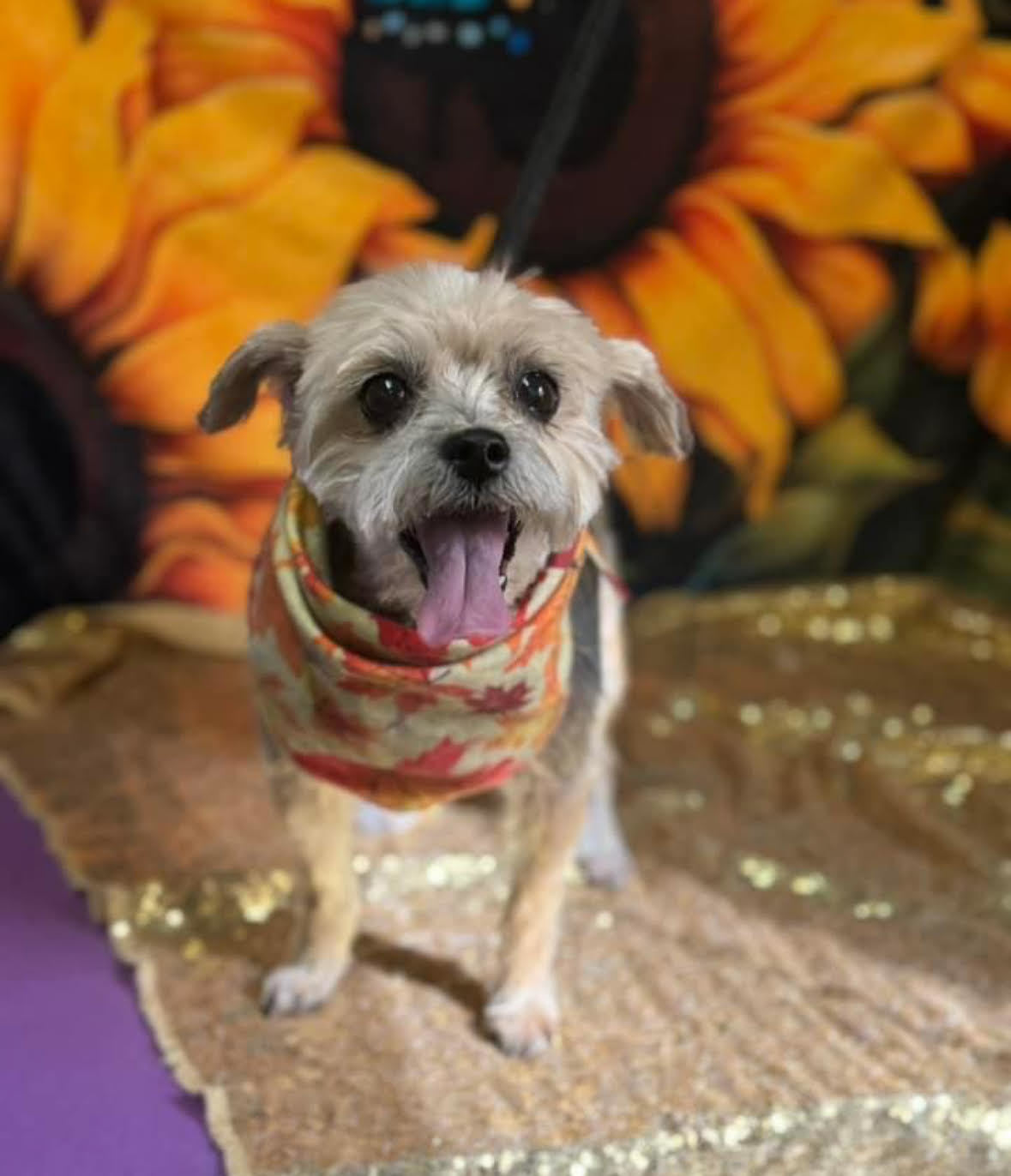 Abby Rose (Bonded w/ Mackenzie), an adoptable Yorkshire Terrier in Williamsburg, IA, 52361 | Photo Image 1