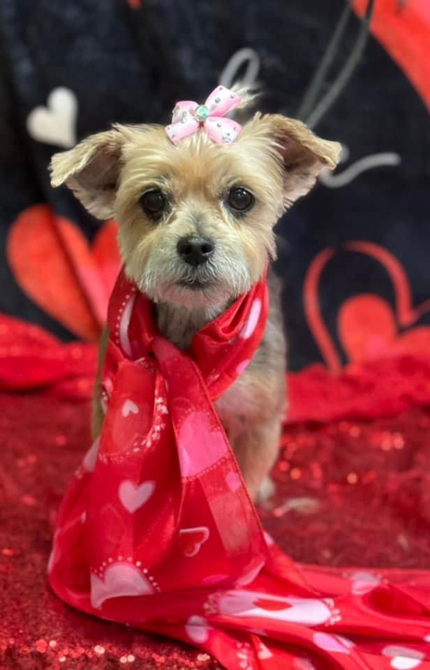 Abby Rose (Bonded w/ Mackenzie), an adoptable Yorkshire Terrier in Williamsburg, IA, 52361 | Photo Image 2