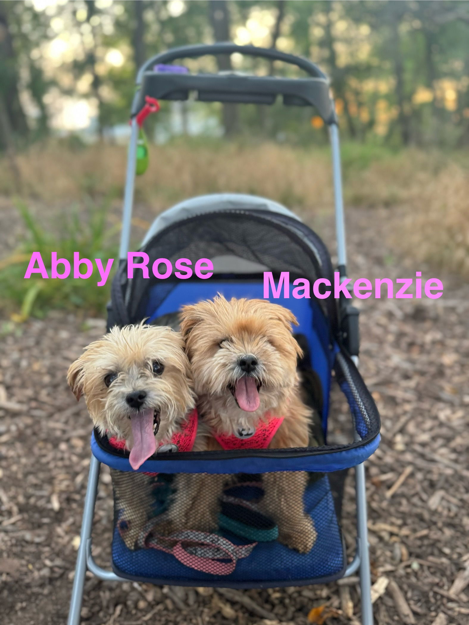 Abby Rose (Bonded w/ Mackenzie), an adoptable Yorkshire Terrier in Williamsburg, IA, 52361 | Photo Image 3