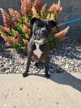 Chino, an adoptable Pit Bull Terrier, Boxer in Fergus Falls, MN, 56537 | Photo Image 1